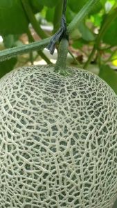 GLAMOUR F1 isi 100 biji - Benih bibit buah melon hibrida sultan tingkat kemanisan lebih dari 13 brix