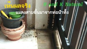 น้ำยากำจัดแมลงสาบ ยาฆ่ามด สเปรย์กำจัดยุง แมลง 5000 มล น้ำยาย Cockroaches Ants Mosquitos & Insect-Free