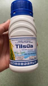 [10 Chai] Tilt sữa - TILSỮA 240ml - TILJAPANESUPER 305SC - lem lép hạt lúa hiệu quả Difenoconazole 155g Propiconazole 150g chắc hạt thán thư rỉ sắt đốm lá trên cà phê điều