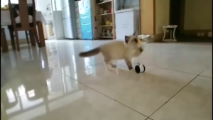 Funny Rotating Interactive Cat Toy Tumbler Balanced Wheel With Catnip Wand