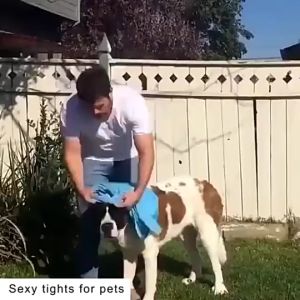 PE-477 ชุดกันขน สุนัข เสื้อหมา พันธุ์กลาง-ใหญ่ หลากหลายสี ราคาถูก พร้อมส่ง