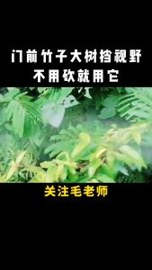 Effective weed control Removing big trees and bamboo Racun pokok paling kuat Kill grass Racun rumpai paling kuat Racun rumput Red magic racun rumput Racun rumput mati akar Hexazinone herbicide Weed killer Racun rumput sambau 除草剂杀大树竹子灌木 - Lazada