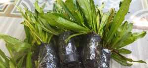 Bibit walang geni walang sangit isi 3 ikat siap tanam