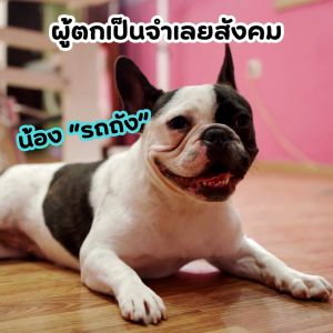 แชมพู DOG DETOX แก้กลิ่นสาบ แก้ปัญหาผิวหนังเรื้อรัง 500 ml.