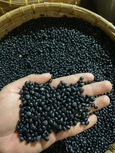 KACANG KEDELAI HITAM 1Kg/1000g | DELE IRENG | KEDELAI MALIKA | BLACK SOY BEAN | DIJAMIN TERMURAH