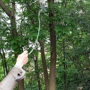 สายคล้องขานก แถมห่วงขานก สายจูงนก สายยืดคล้องขานก ห่วงใส่ขานก สายจูงนก สายจูงนกแก้ว เชือกฝึกนกบิน สาย 3 เมตร