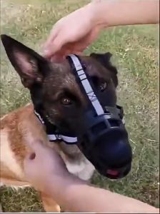 ForeverBest อุปกรณ์ครอบปากสุนัข กันกัด ที่ครอบปากสุนัข สูงสุด สุนัขสามารถดื่มน้ำได้ ตะกร้อครอบปาก ตะกร้อปากสูงสุด ตะกร้อครอบปากสูงสุด