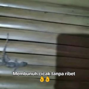 cairan obat pembersih pembunuh cicak cucak paling ampuh original