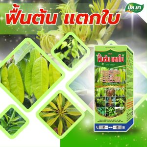 ฟื้นต้น ป้องกันต้นโทรม เร่งแตกใบ แตกกิ่ง แตกยอด ฟื้นฟูต้นหลังเก็บเกี่ยว ฮอร์โมนพืช อาหารเสริมพืช ปุ๋ยยา 1 ลิตร