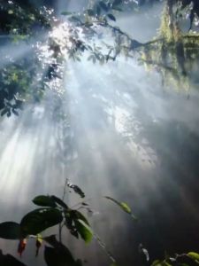 LYCOCELLE Lingerie Laundry Liquid 🌸 绽家内衣裤洗液 Cecair Pencuci Kain Anti Bakteria Panty Bra Detergent Woman Underwear Wash Antibacterial