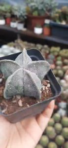 XƯƠNG RỒNG ASTRO  TRẮNG HOA VÀNG . Tặng kèm chậu nhựa nhỏ