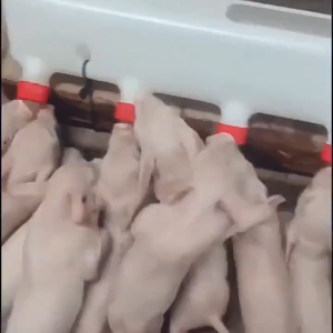 Baby Pig Milk Automatic Drinking Device Convenient Feeding System Baby Pig Milk Feeder