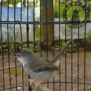 SEMPATI Voer Halus Samurai Oriq Jaya Pakan Harian Burung Kecil Lolohan Anakan Bayi Burung Murai Lovebird Kenari Kacer Cucak Ciblek Pleci Branjangan