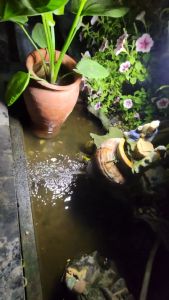 đèn cảm ứng năng lượng mặt trời mini