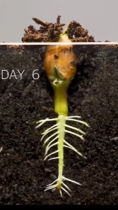 Siêu kích rễ MGO 70ml phân bón đậm đặc kích dễ phục hồi cây dùng ươm phôi giâm chiết cành cây bonsai và các loại