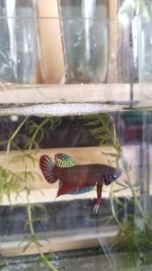 ปลๅกัดใต้ ลูกช้อนชุมพร100%