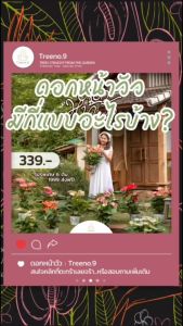 Treeno.9 ดอกหน้าวัว สีแดงด่าง (Anthurium) กระถาง 8 นิ้ว - สูง 30-50 cm ไม้ดอกประดับ ไม้มงคล ไม้ฟอกอากาศ (ต้นไม้)