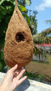 [COD] Glodok sarang burung gantung serat sabut kelapa