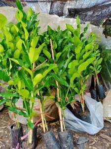 ต้นพันธุ์มะกรูดหอมเสียบยอด มะกรูดเกษตรใบใหญ่