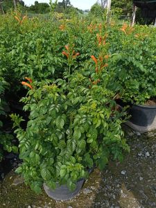 พวงแสดต้นสีส้ม กระถาง 11 นิ้ว ต้นสวย (กทม)