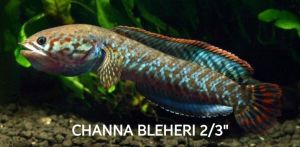 DEEPAVALI SALES CHANNA ANDRAO 3/4" IMPORTED INDIA WILD CAUGHT🔥🔥🔥