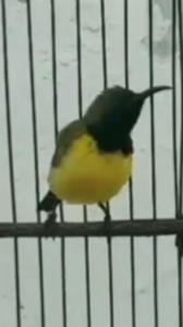 Paket grosir 4 pcs Nektar Super Jumbo besar 400ml Vitamin Suplemen Burung Makanan burung Kecil