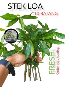 stek loa 10 batang / bahan bonsai