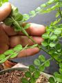 Cây sọ chó, lá sẻn gai ( cây gia vị dùng ướp thịt nướng, làm sốt chấm). 