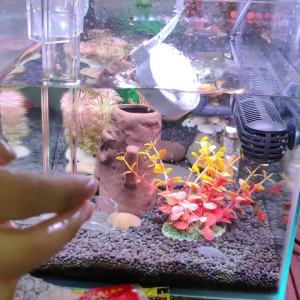 1PC Air Stone Oxygen Aerator For Aquarium Disc Bubble Diffuser Air Bubble Pump Hydroponic Oxygen Plate Accessories Nano Disc