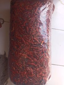 PROMO 5KG PACKING CABE RAWIT /CAPLAK KWALITAS SUPER PEDAS KEMASAN 5KG packing /DOBEL KARDUS AMAN