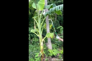 เคียวเหล็กแมงกานีสแท้ คมกริบ ด้ามยาว แข็งแรง ใช้ตัดหญ้า เกี่ยวข้าว ถางสวน ได้ง่าย ใบมีดคม มีคุณภาพ