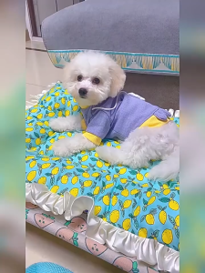 CAT ที่นอนแมว เปลแมว เตียงแมว ถอดง่ายใส่ง่าย พกพาสะดวก เคลื่อนย้ายง่าย ใช้พื้นที่ไม่เยอะ แข็งแรง