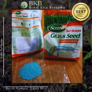 Benih rumput gajah mini 15gram - repack 15gram benih rumput gajah mini