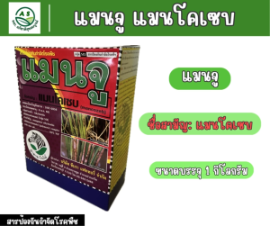 แมนจู-แมนโคเซบ สารป้องกันกำจัดโรคกาบใบแห้งในข้าว โรคกุ้งแห้งในพริก โรคใบจุดกล้วยไม้ โรคราน้ำค้างในข้าวโพด