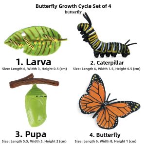 HANYIMOWAN | Educational Animal Lifecycle Toy
