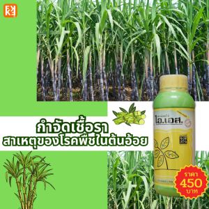 อ้อย รากเน่า โคนเน่า ใบไหม้ ราสนิม กำจัดเชื้อราในพืชทุกชนิด ปลอดสารภาพ สารเคมี ไอเอส และ FK-T