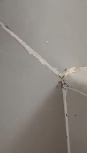 Racun Pembasmi Semut & Pengendali Serangga