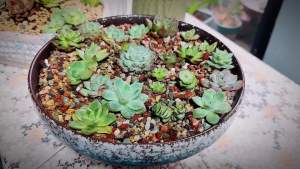 Mix Horticulturall 3lbs Lava Rocks Mixed Potting Soil for Plants Bonsai Succulents and Cacti Soil Decoration Gravel Volcanic Pumice Stones for Terrarium Top Dressing Fairy Gardening