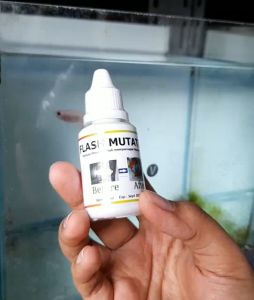 FLASH MUTATION Obat Cepat Mutasi & Full blok warna cerah ikan Cupang