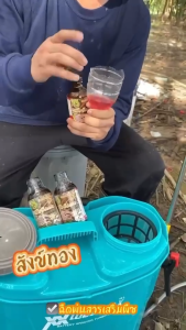 ยาทาบำรุงหน้ายาง (สังข์ทอง 120CC/ เล็ก) รักษาหน้ายางพารา ขยายท่อน้ำยาง น้ำยางไหลได้นานและมาก เปอร์เซ็นต์น้ำยางสูง