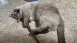 (Large) Catnip Sticks Edible Chews for Pet Dental Care Matatabi Silvervine Stick for Relieving Stress