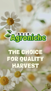 2.5gm Seeds / Japanese Pak Choy Seeds / Non-GMO / AG 011 Agroniche / High Quality