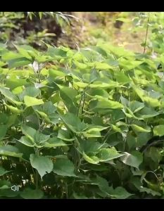 เคียว มีดตัดหญ้า มีดตัดถนนป่า มีดสับกิ่งไม้ เคียวเหล็กแมงกานีสใบมีดโค้ง ใช้สำหรับตัดไม้ ตัดหญ้า ตัดแต่งกิ่งไม้