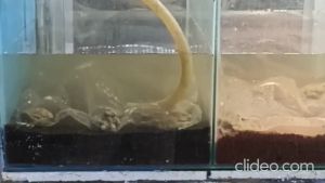 Pasir Malang HITAM KARUNGAN Aquascape Aquarium