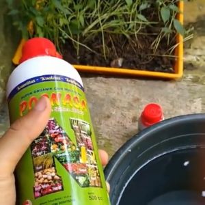 Pupuk Pelebat Buah Belimbing / Pupuk Booster Belimbing / Pupuk Penyubur Buah Belimbing Wuluh Sayur