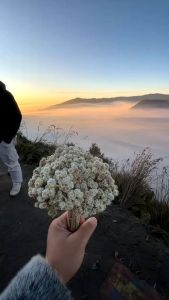 Bunga Edelweis: Kering & Dekorasi