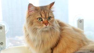 Cat Hammock Window Cat window perch Hammock window sill glass hanging foldable cat nest suction cup 猫吊床