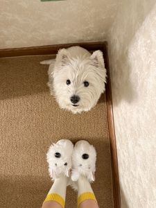 Dép Đi Trong Nhà Bằng Vải Nhung Có Họa Tiết Chó Cao Su Đế Dày Ấm Áp Chống Trượt Cho Nữ Mùa Thu Đông Dép Bông Nhung Thoải Mái