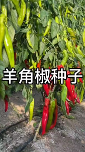 Biji Benih Lada Solok(35 Seeds)/羊角椒籽 /Green Long Pepper Capsicum Seeds