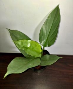 Philodendron Silver Sword